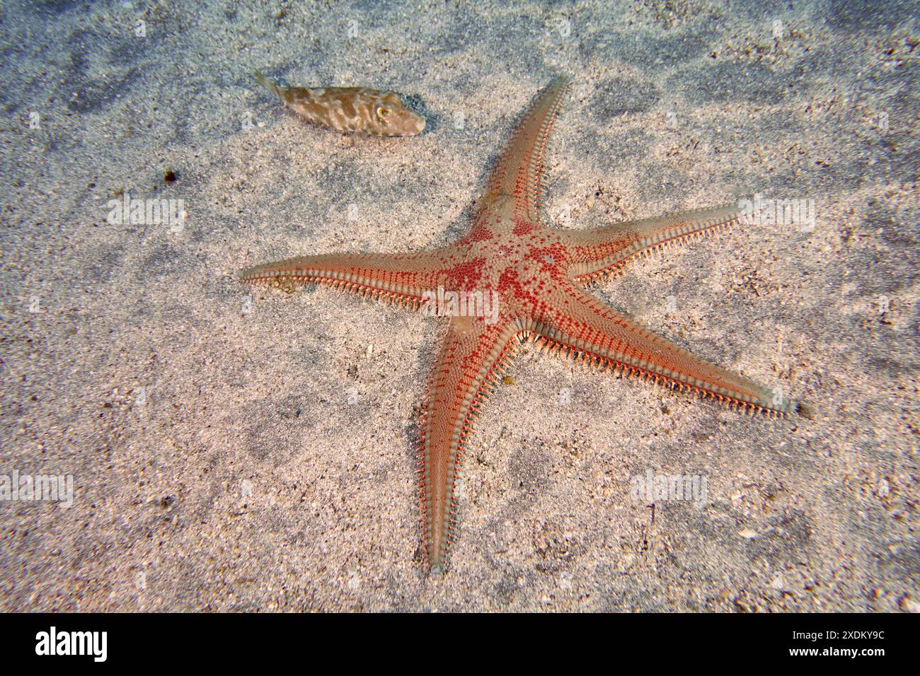 Fünfarmiger, rot gesprenkelter Seestern, Astropecten aranciacus (Astropecten aranciacus), auf dem sandigen Meeresboden. Tauchplatz Bufadero, Palm Mar, Teneriffa Stockfoto