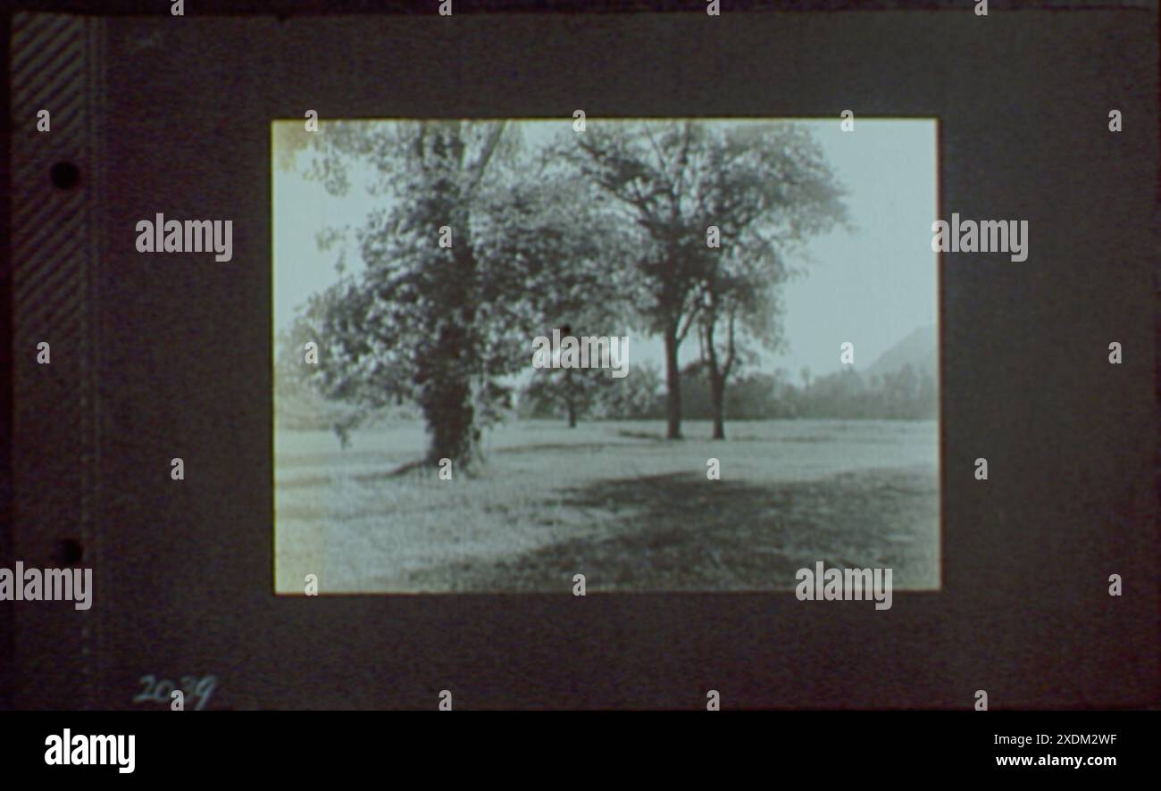 1917-1918, Referenzdrucke von Negativen. Bäume im Feld, horizontal, Referenzdrucke von Negativen. Bäume im Feld, horizontal... Gottscho-Schleisner Kollektion Stockfoto