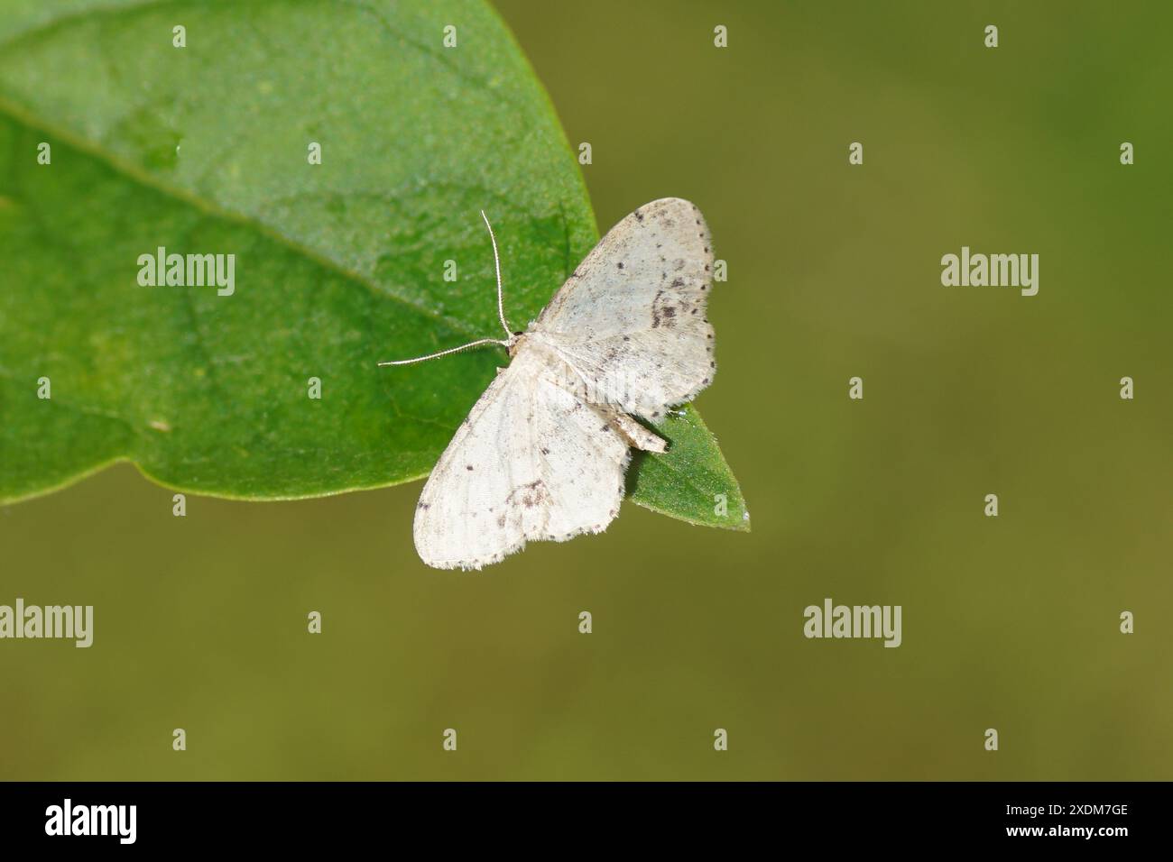 Idaea dimidiata, die Einpunkt-Welle, eine Motte aus der Familie der Geometridae. Auf einem Blatt. Holländischer Garten, Sommer, Juni Stockfoto