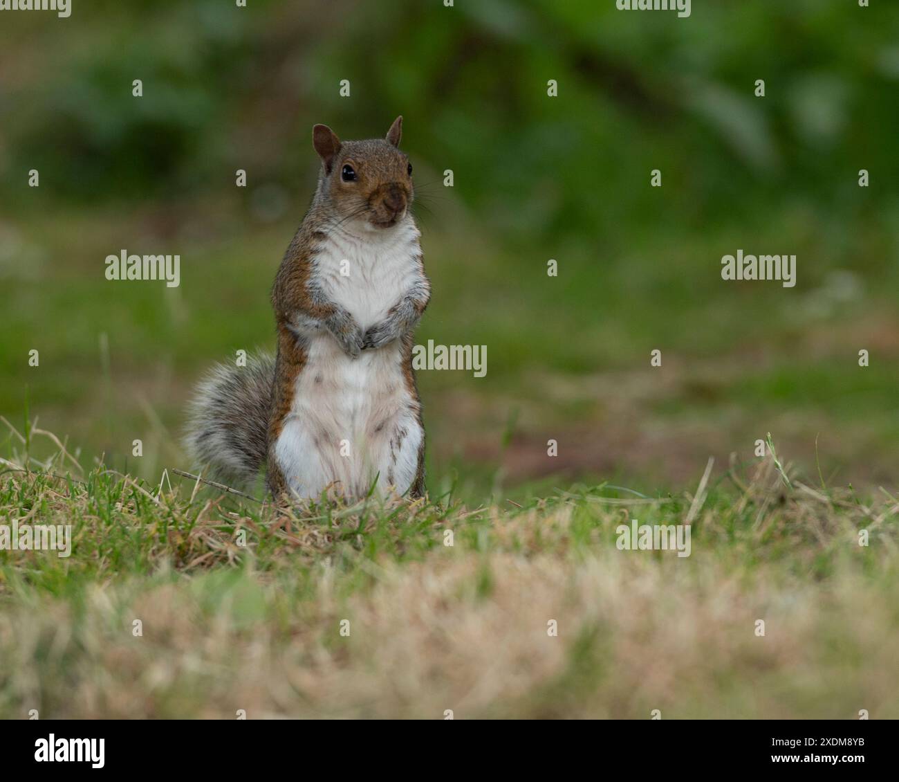 Grauhörnchen Stockfoto