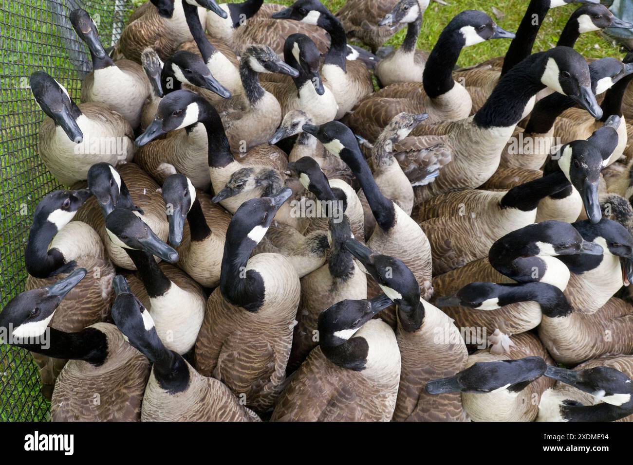 Middletown, New York – die Arbeiter des New Yorker State Department of Environmental Conservation haben diese Kanadischen Gänse in einen Stall im Fancher-Davidge Park o getrieben Stockfoto