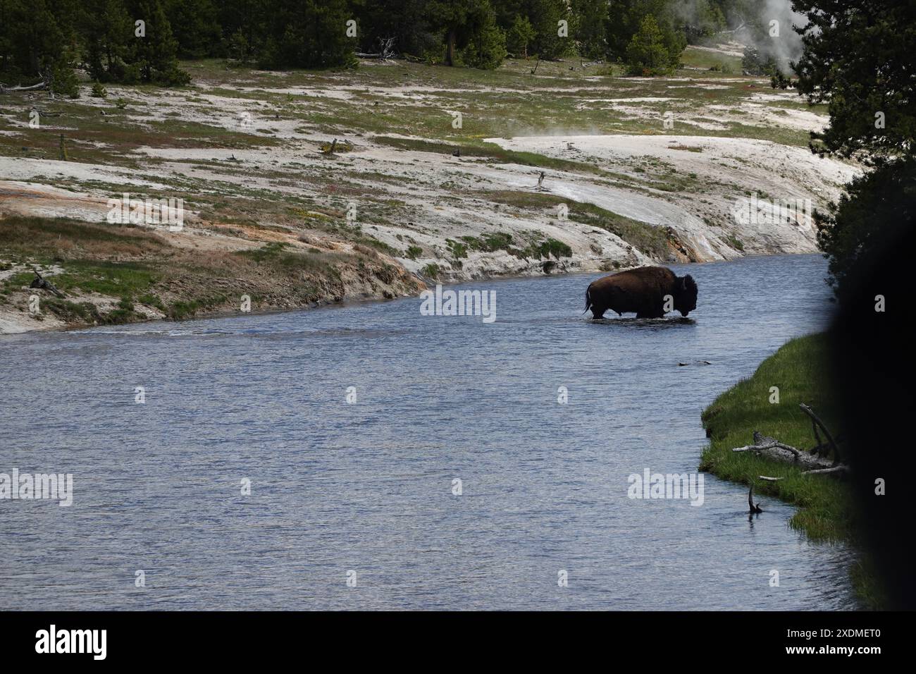 Buffalo Bison überquert einen Fluss im Yellowstone National Park, Wyoming, USA, Stockfoto
