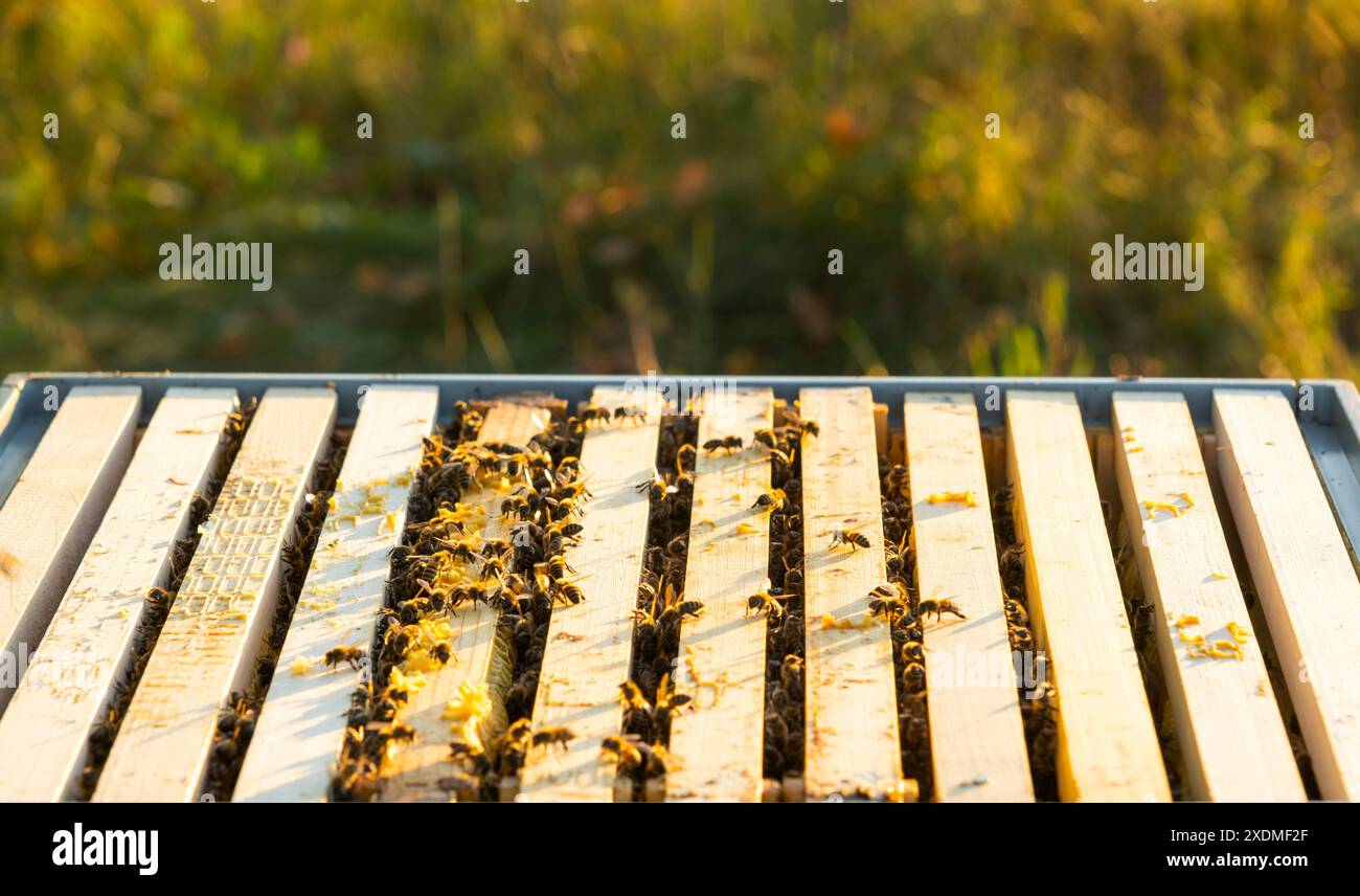 Bienen sitzen in einem Bienenstöcke auf einem Nahaufnahme-Rahmen. Bienenzucht, Waben mit Wachs versiegeln und Honig gießen, Bienenzucht und -Haltung Stockfoto