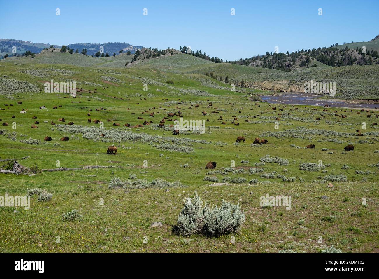 Bisonbüffel, die im Frühjahr 2024 im Yellowstone National Park auf dem Hügel des Lamar Valley weiden Stockfoto