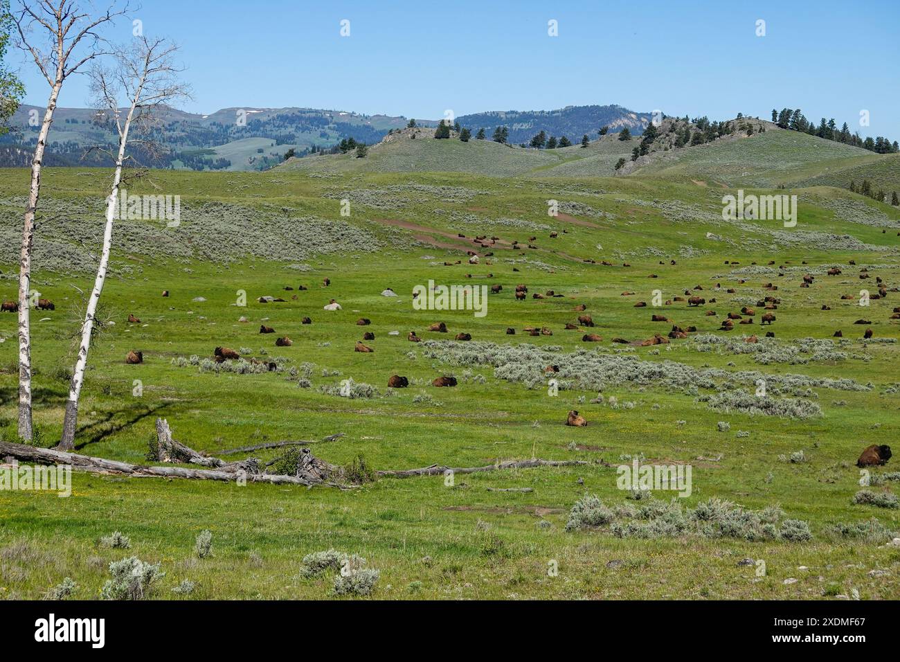 Bisonbüffel, die im Frühjahr 2024 im Yellowstone National Park auf dem Hügel des Lamar Valley weiden Stockfoto