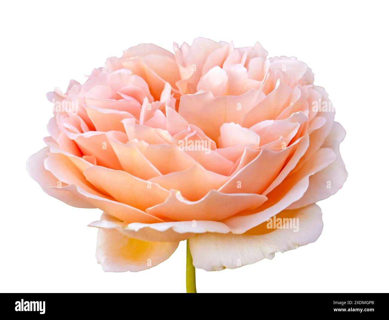 Schöne hellrosa englische Rose mit zarten Blütenblättern isoliert auf weißem Hintergrund mit Clipping-Maske. Stockfoto