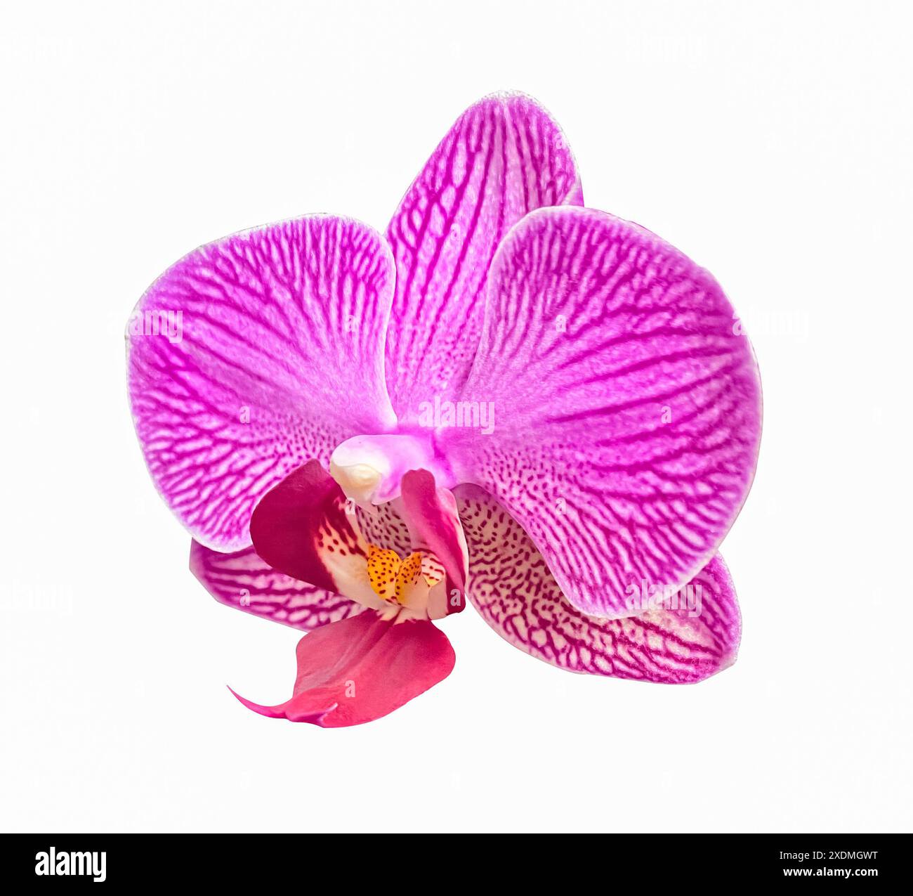 Rosa gestreifte Orchidee isoliert auf weißem Hintergrund. Einzelne Blume mit rosa und gestreiften Blütenblättern. Phalaenopsis oder Mottenart. Blumendesign für Auto Stockfoto