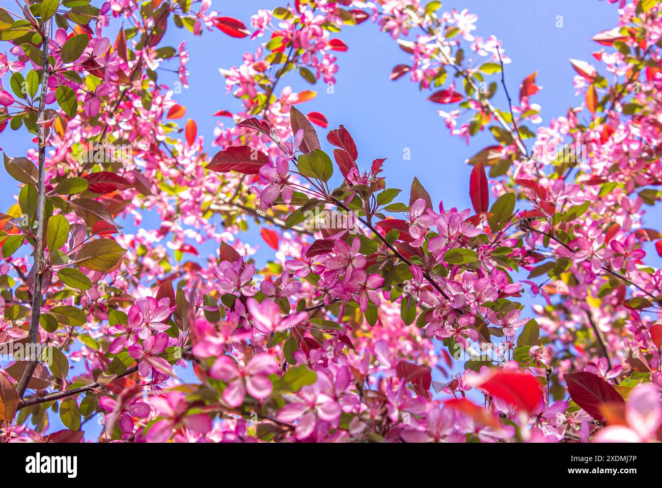 Nahaufnahme der rosafarbenen Apfelbaumblüten auf einem Baum im Frühlingspark. Blühender rosafarbener Apfelbaum im Frühlingsgarten. Frühling Hintergrund. Stockfoto