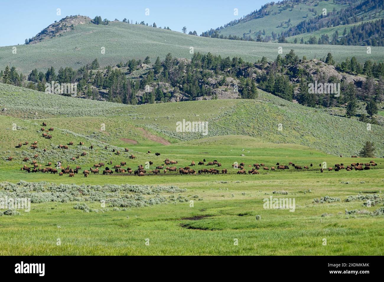 Bisonbüffel, die im Frühjahr 2024 in Yellowstone auf dem Hügel des Lamar Valley weiden Stockfoto