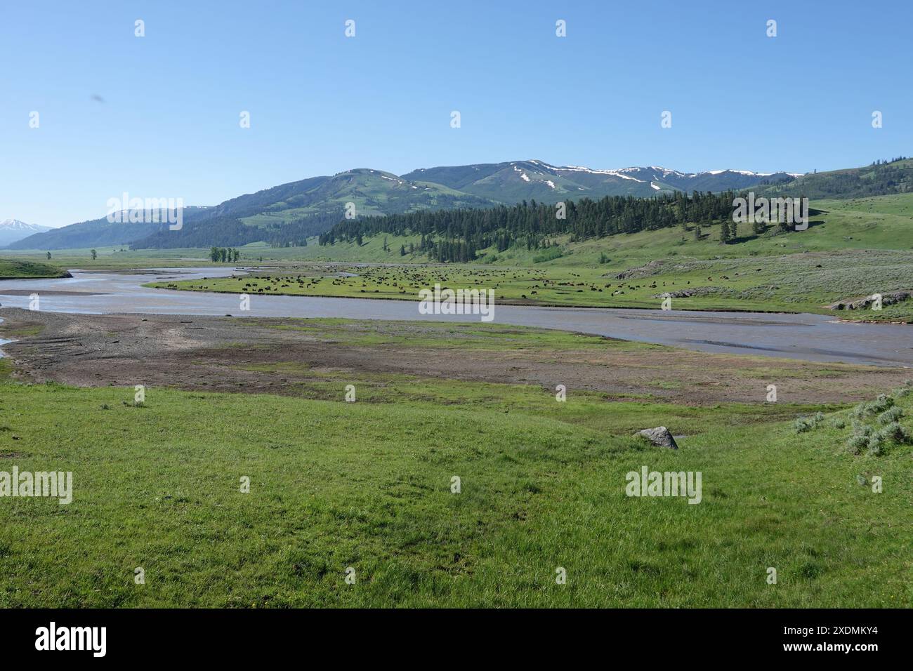 Bisonbüffel, die im Frühjahr 2024 im Yellowstone-Nationalpark auf dem Hügel am Lamar River im Lamar Valley weiden Stockfoto