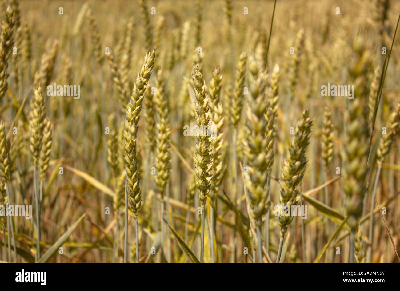 Ländliche Landschaft. Hintergrund reifender Ohren des Weizenfeldes. Erntegutfeld. Selektiver Fokus. Feldlandschaft. Nahaufnahme des Weizenanbaus im Freien. Stockfoto