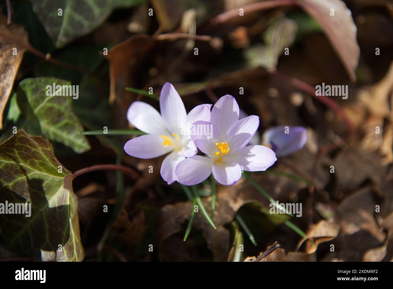 Crocus blüht im Frühjahr. Eines der ersten Anzeichen des Frühlings Stockfoto