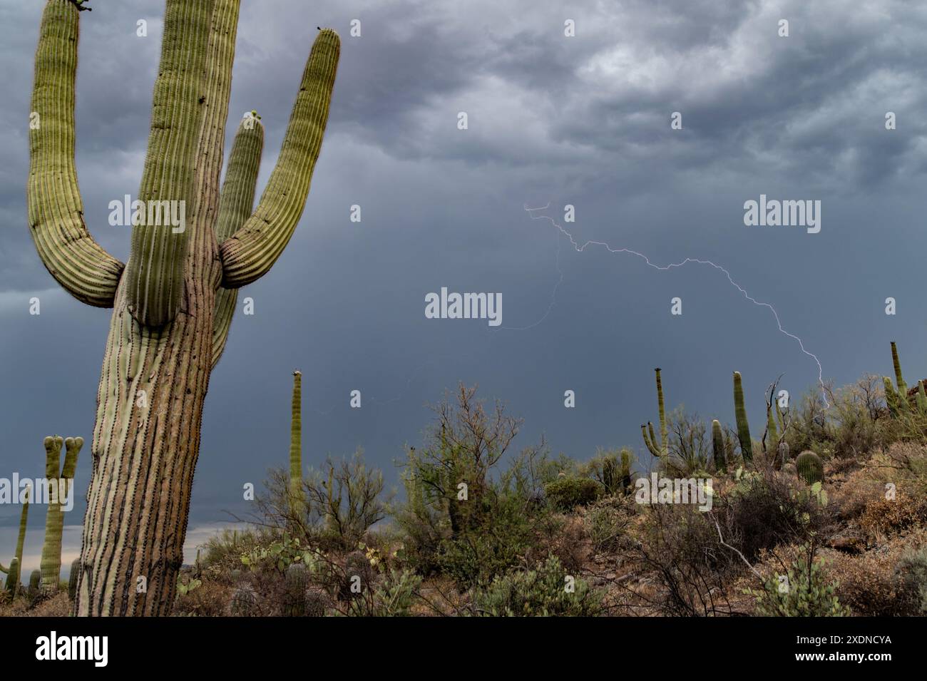Blitz in der sonoran Wüste Stockfoto