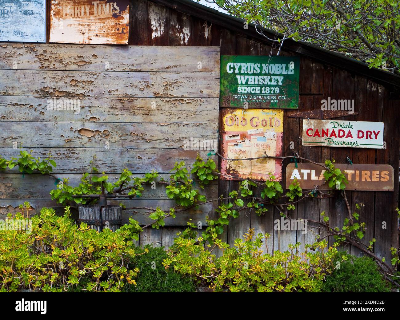 Antike Schilder an der Old Barn Wall in Downtown Sonoma, Kalifornien, USA Stockfoto