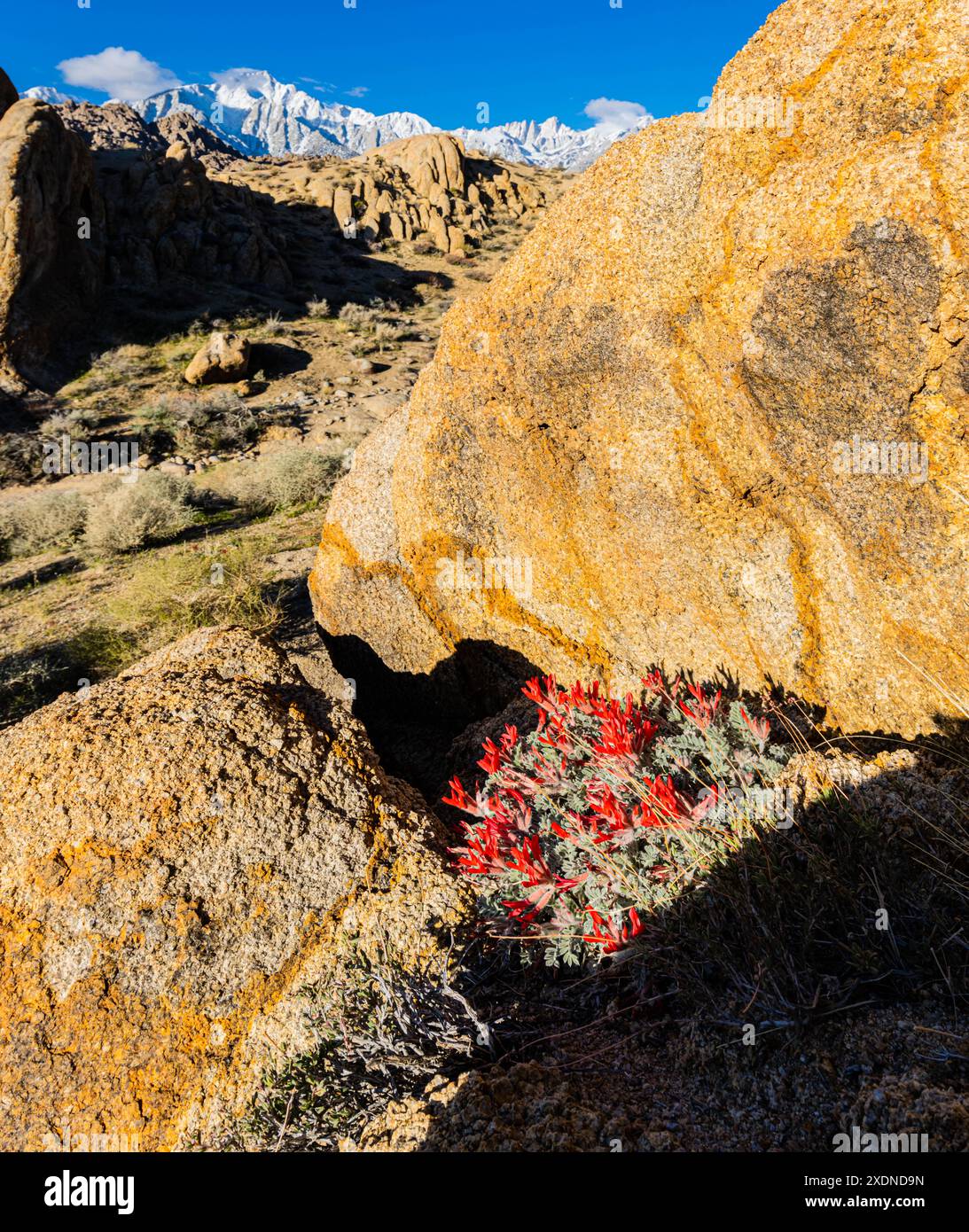 Scarlet Milkvetch Flowers in Alabama Hills National Scenic Area, Kalifornien, USA Stockfoto