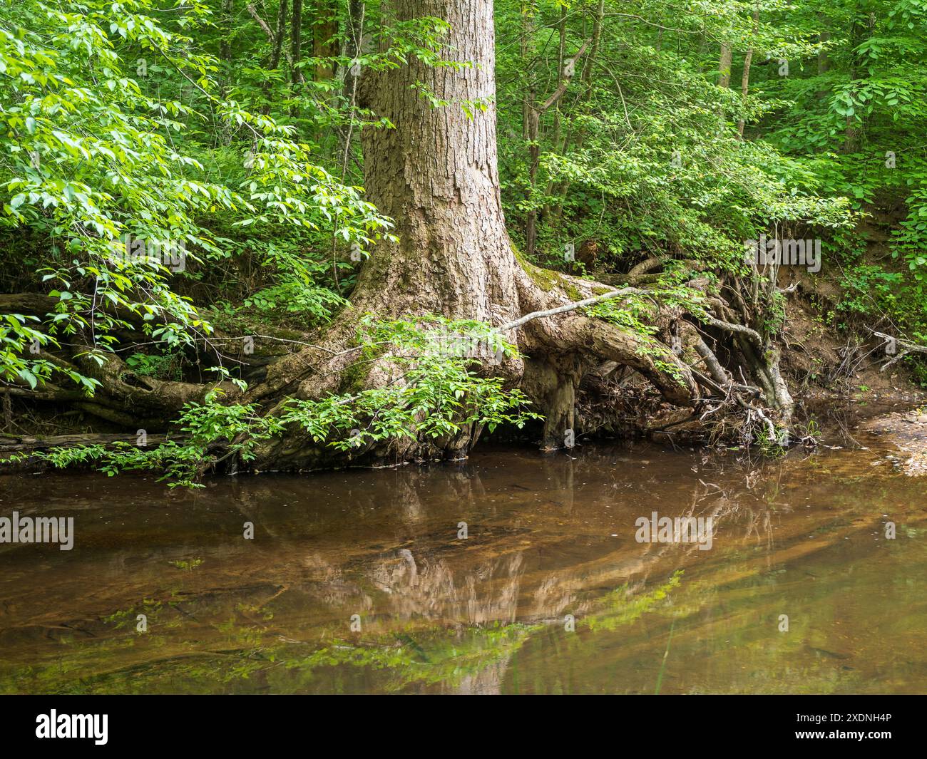 Im Prince William Forest Park, Virginia, spiegelt sich eine Baumwurzel wunderschön im ruhigen Fluss wider, was eine fesselnde Reflexion in der Ruhe schafft Stockfoto