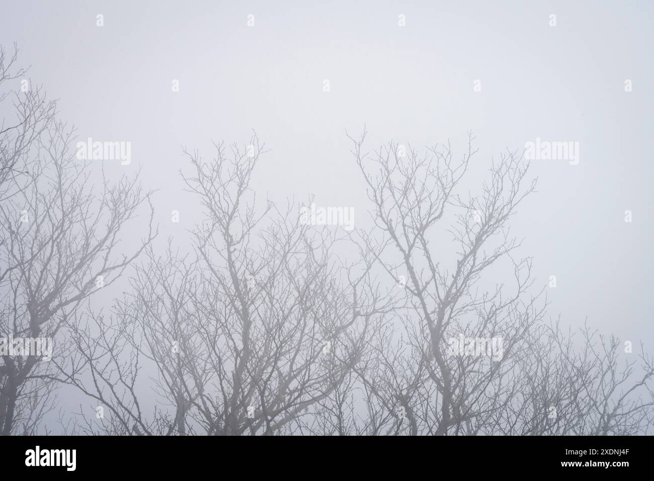 Gruselige Baumschenkel Stockfoto
