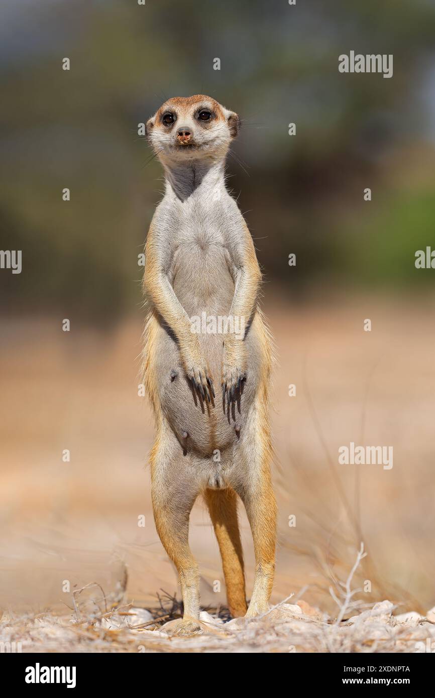 Ein warmer Erdmännchen (Suricata suricatta) steht aufrecht in der Kalahari-Wüste, Südafrika Stockfoto