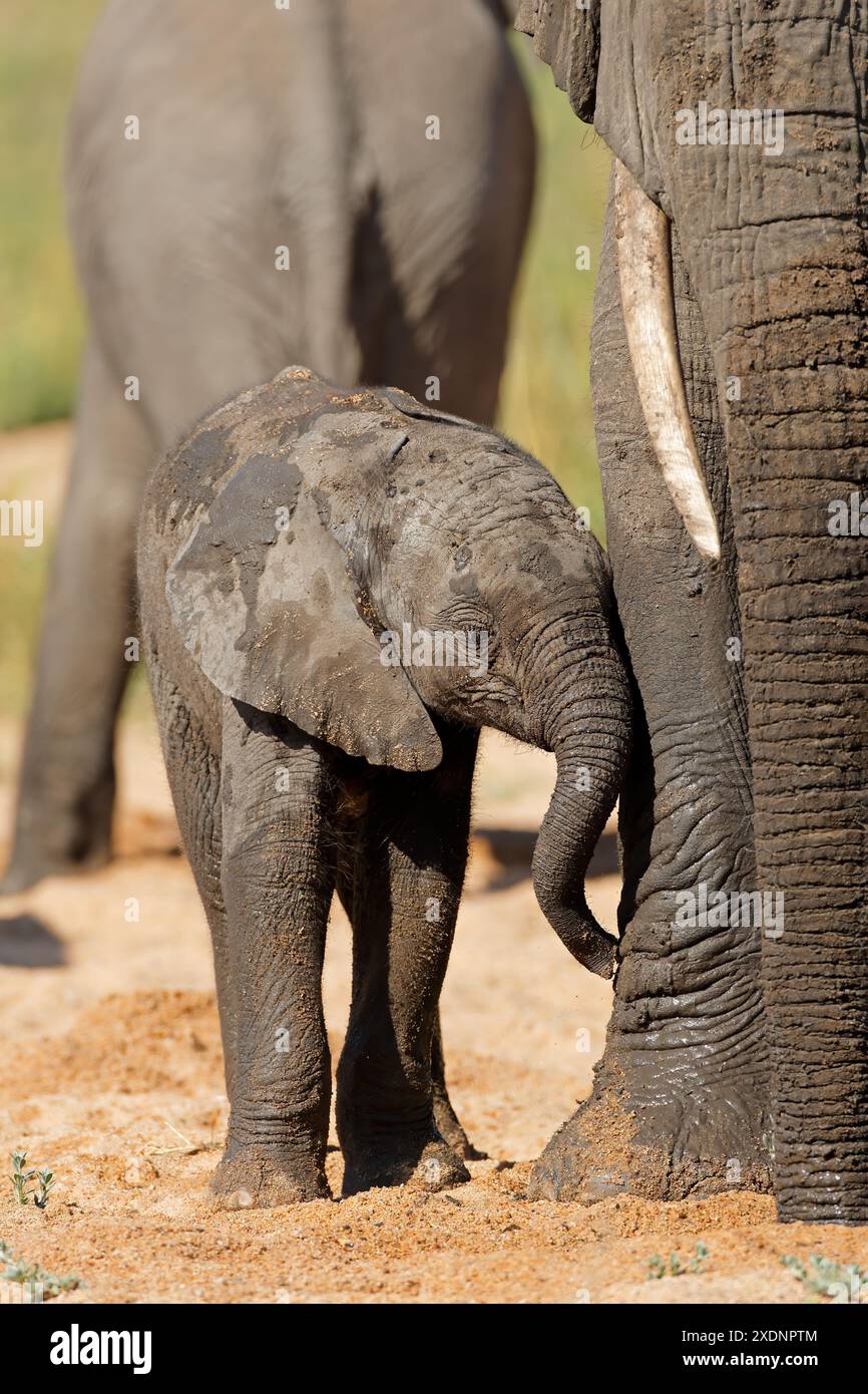 Ein kleiner afrikanischer Elefant mit Mutter (Loxodonta africana), Kruger-Nationalpark, Südafrika Stockfoto