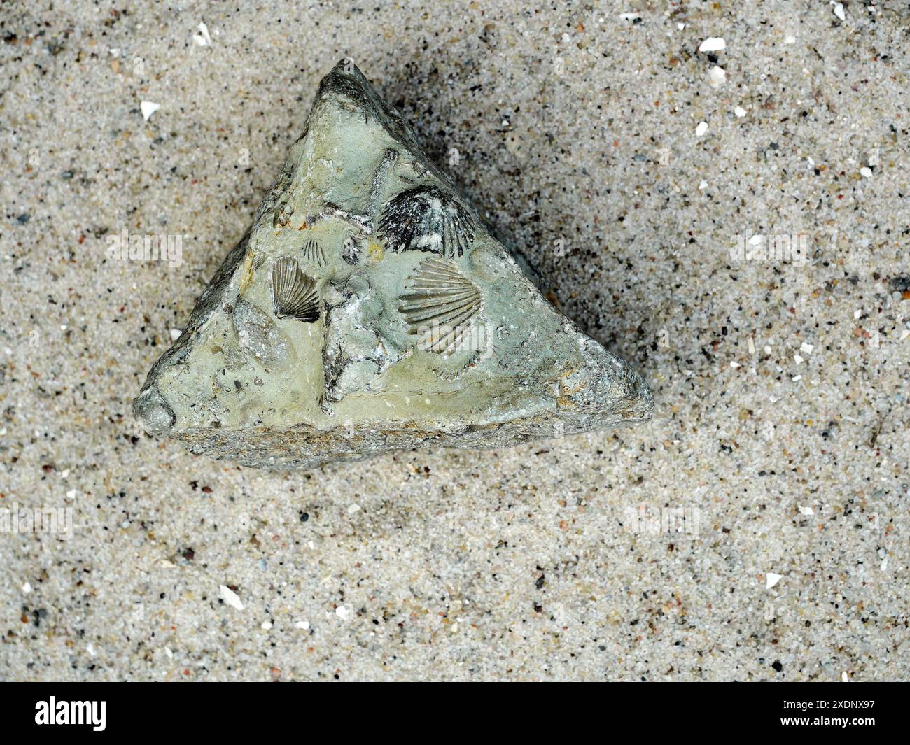 Fossile Brachiopoden, wirbellose Meerestiere, bieten Einblicke in die uralte Meereswelt und die geologische Geschichte weltweit. Stockfoto