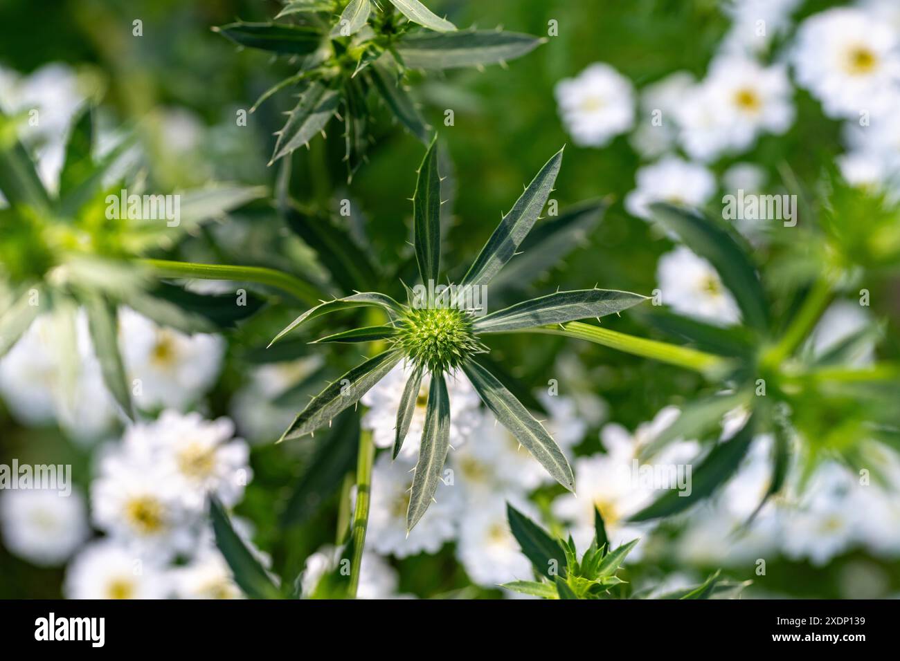 Eryngium planum, flachseeholly im Blumenbeet mit weißem Fieber im Hintergrund. Stockfoto