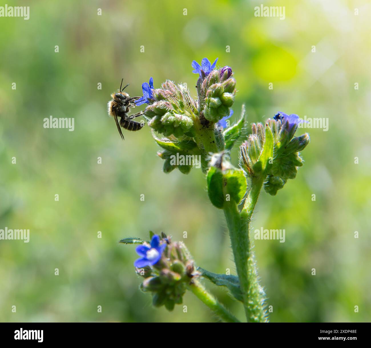 Eine Biene sammelt Pollen von zarten blauen Blüten auf einem grünen Stiel auf einer sonnigen Wiese. Stockfoto