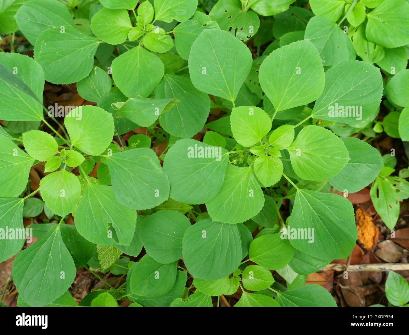 Indische Brennnessel oder Acalypha indica auf unbefestigtem Land, grüne Blätter von Pflanzen und Kräutern, die Katzen gerne essen und Katzen glücklich und betrunken machen Stockfoto