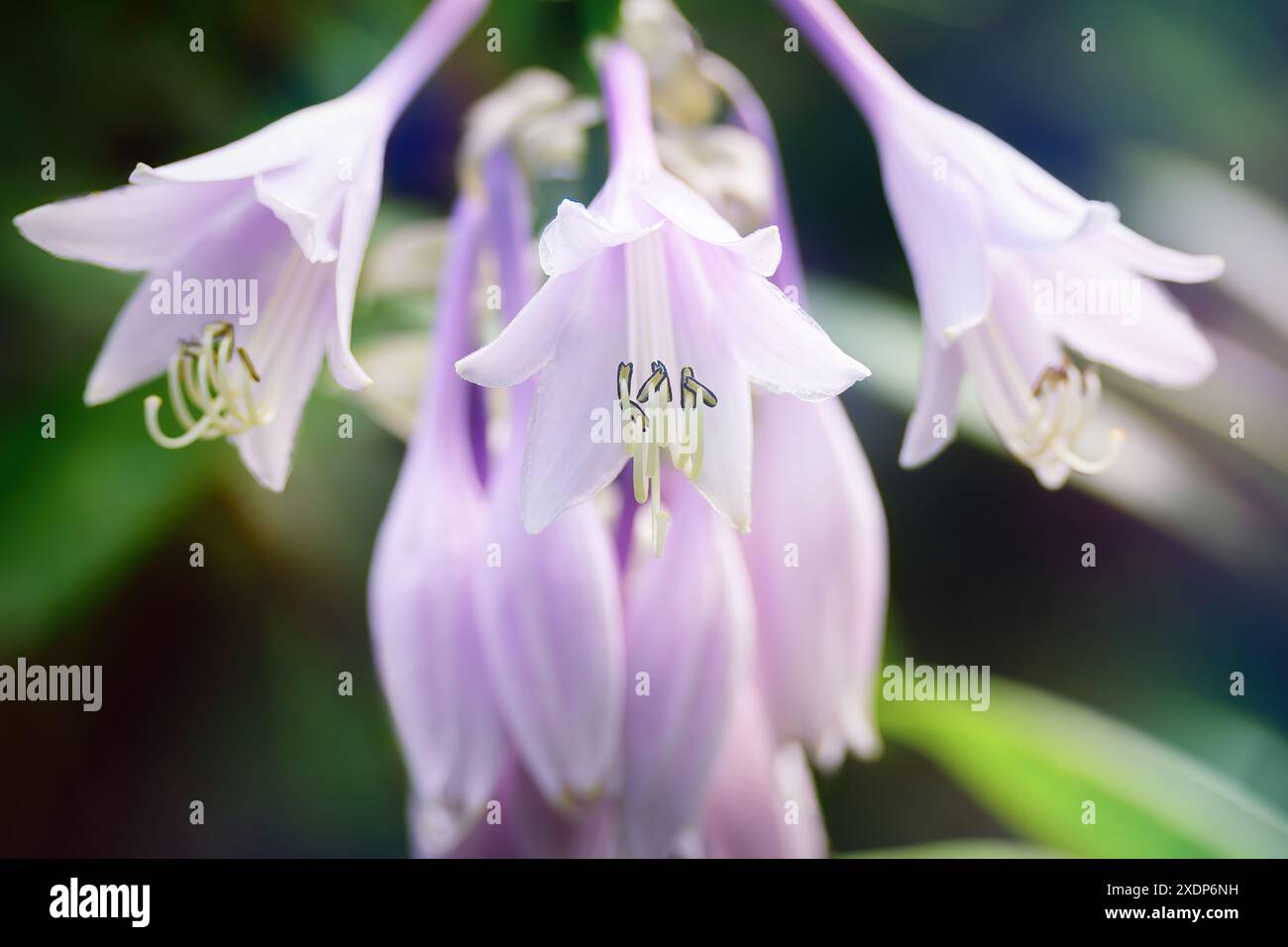 Hellviolette Blüte der krautigen Staudenpflanze Hosta. Romantische Nahaufnahme einer Zierlaubspflanze. Stockfoto