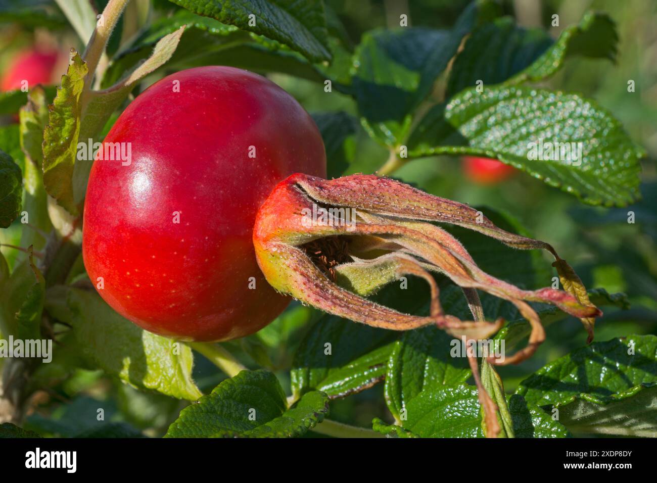 Nahaufnahme der Hüftrose Stockfoto