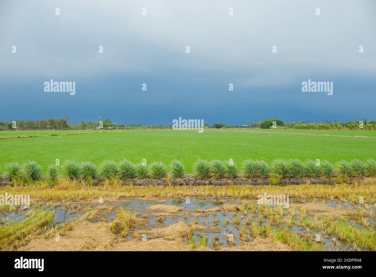 Breites Panorama Grüner Reisflut Feld mit bewölktem Sturm Regenzeit stimmungsvoller dunkler Himmel. Stockfoto