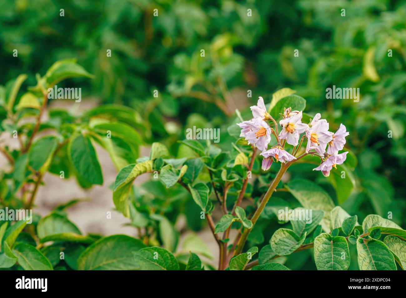 Schöne lila blühende Kartoffelpflanzen im Frühjahr auf Bio-Plantagenfeld, selektiver Fokus Stockfoto