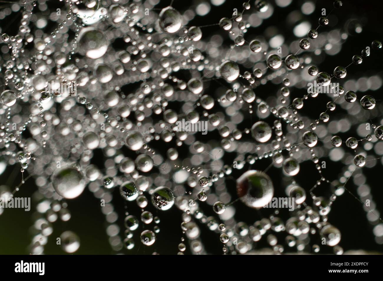 Wassertröpfchen auf Spinnennetzen in Wäldern. Stockfoto