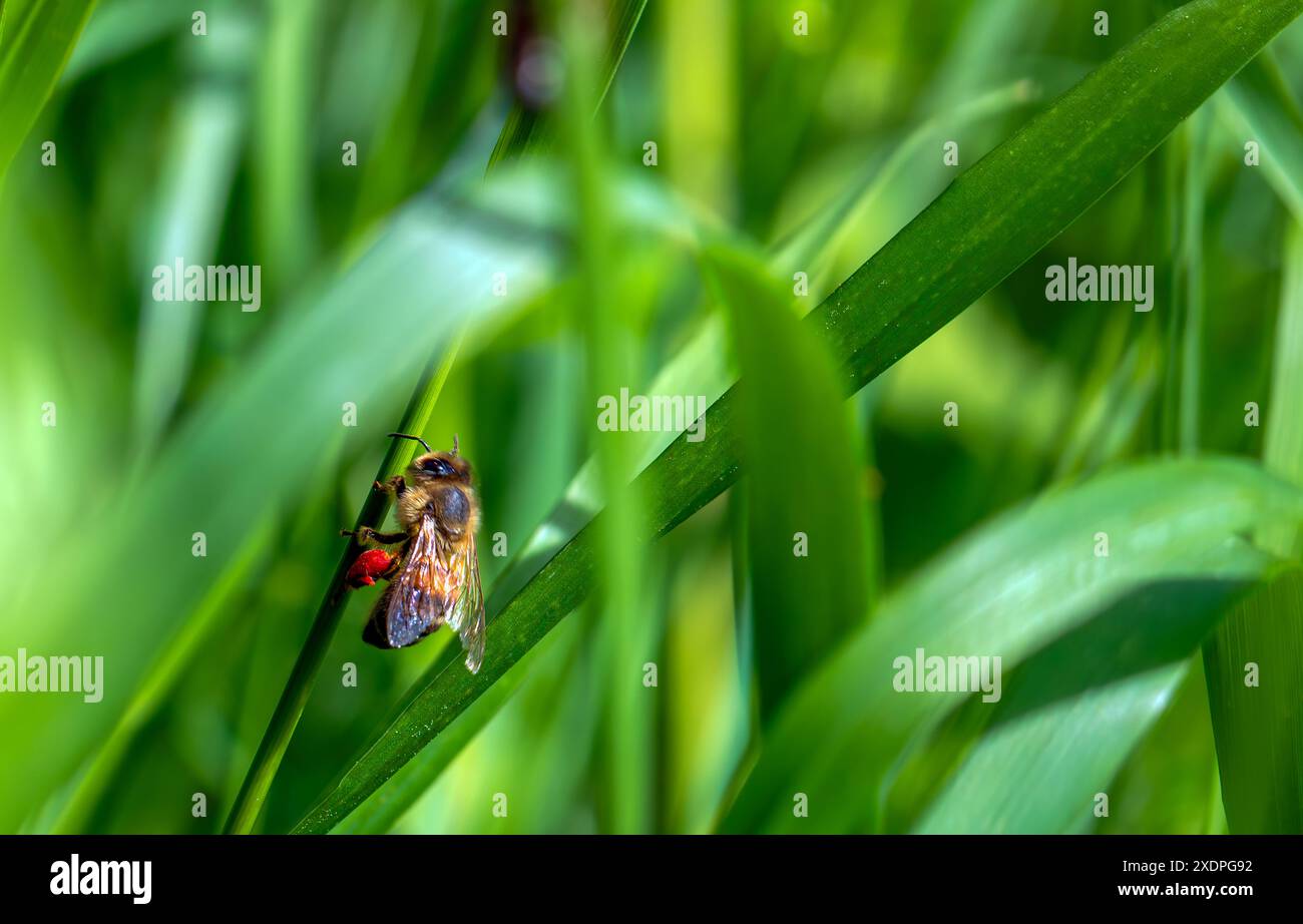 Eine Honigbiene mit rotem Pollen an den Beinen sitzt auf dem Gras Stockfoto