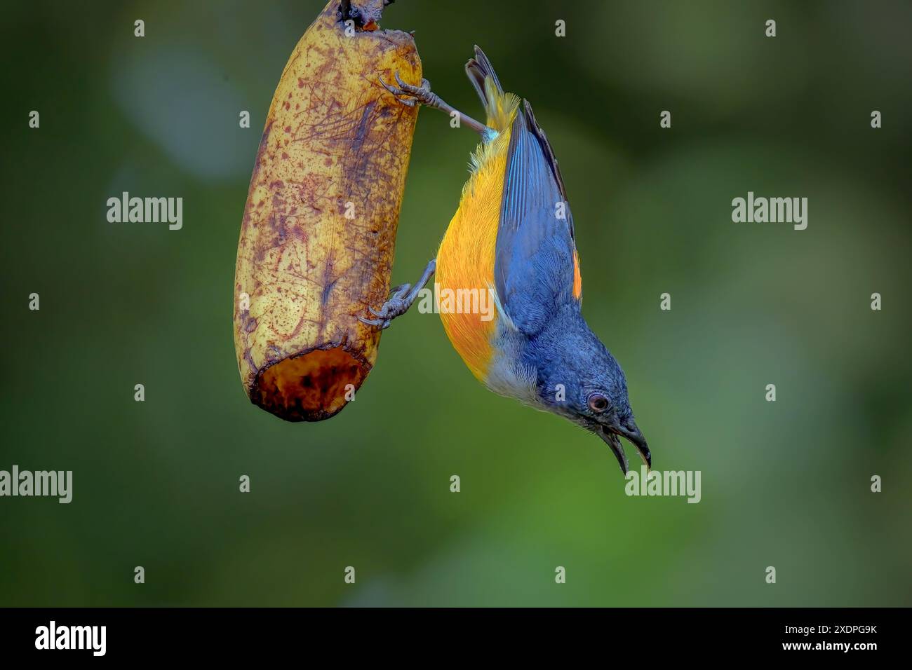 Nahaufnahme des Orangenbauchpecker auf verschwommenem Hintergrund Stockfoto