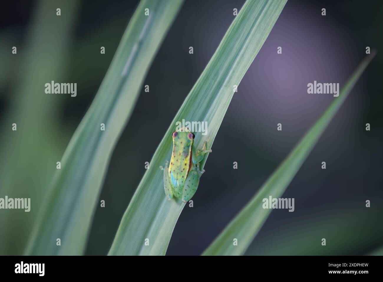 Glasfrosch auf einem langen Blatt Stockfoto