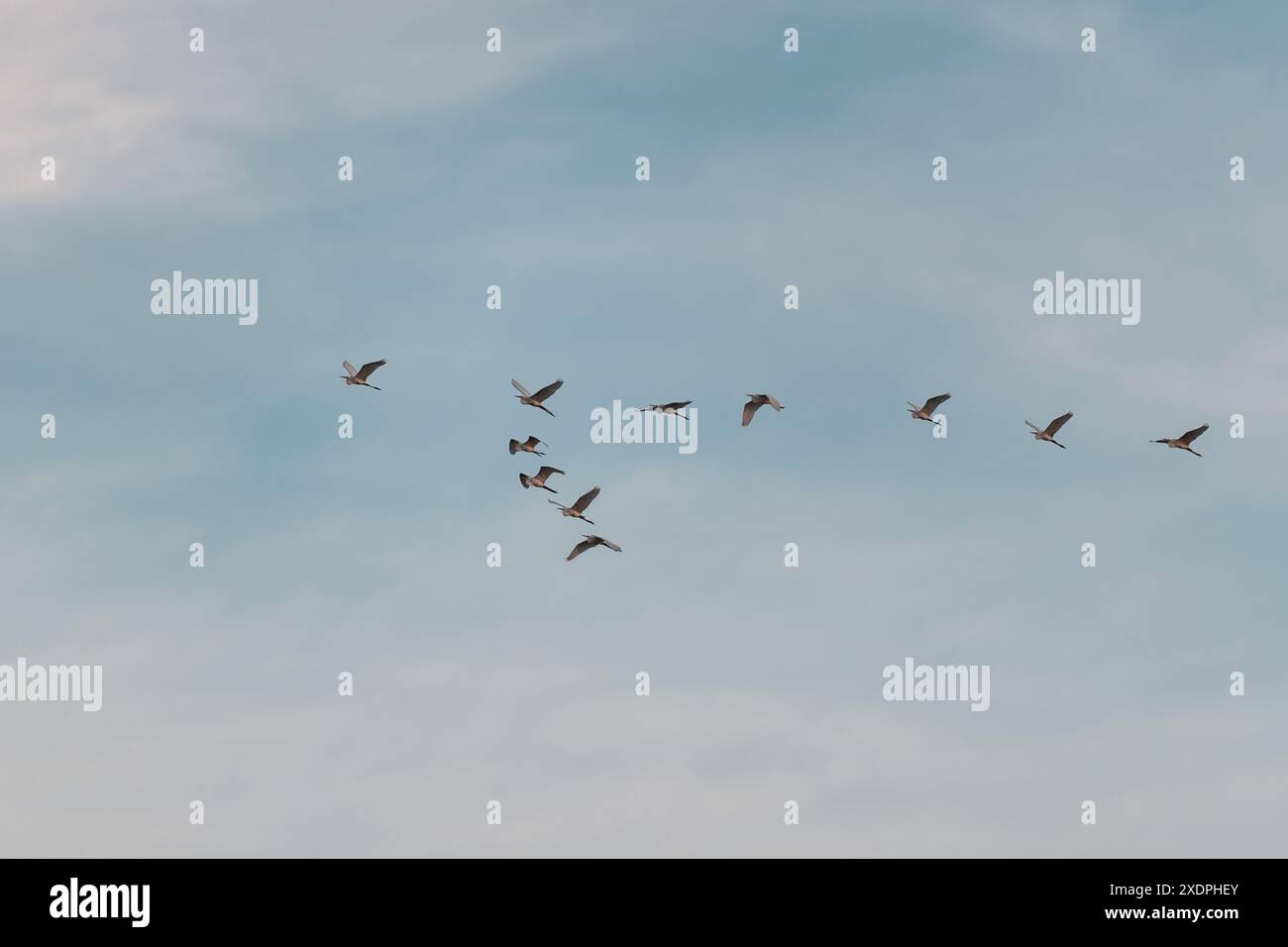 Eine Gruppe von Vögeln, die im amazonasgebiet fliegen Stockfoto
