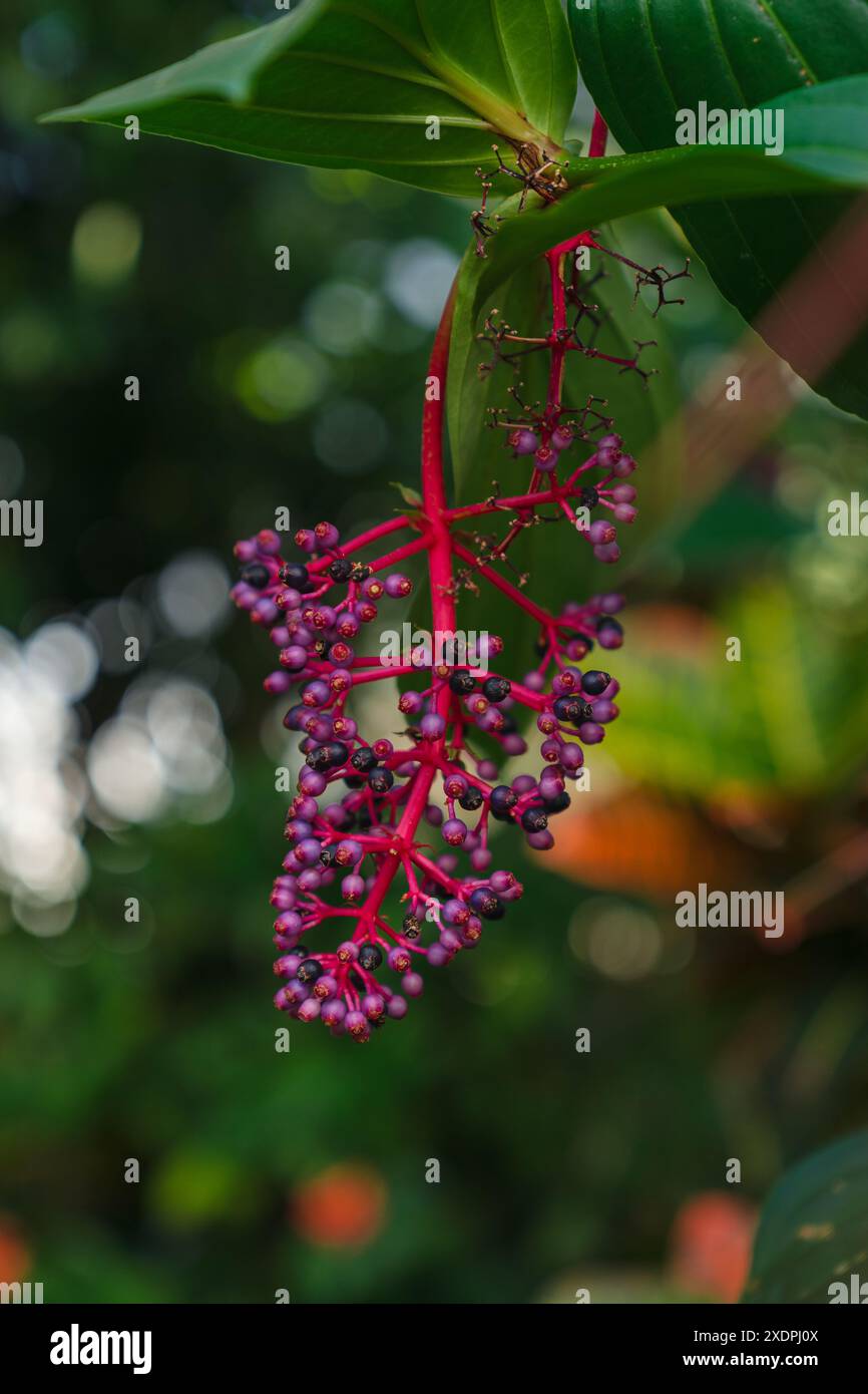 Rote und violette Tropenbeerenpflanze Stockfoto