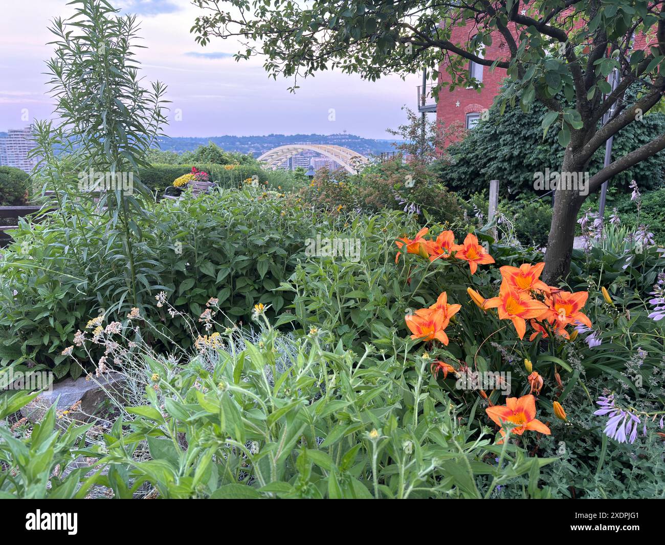 Taglilien und Garten vor Daniel Carter Beard Bridge, Cincinnati Stockfoto