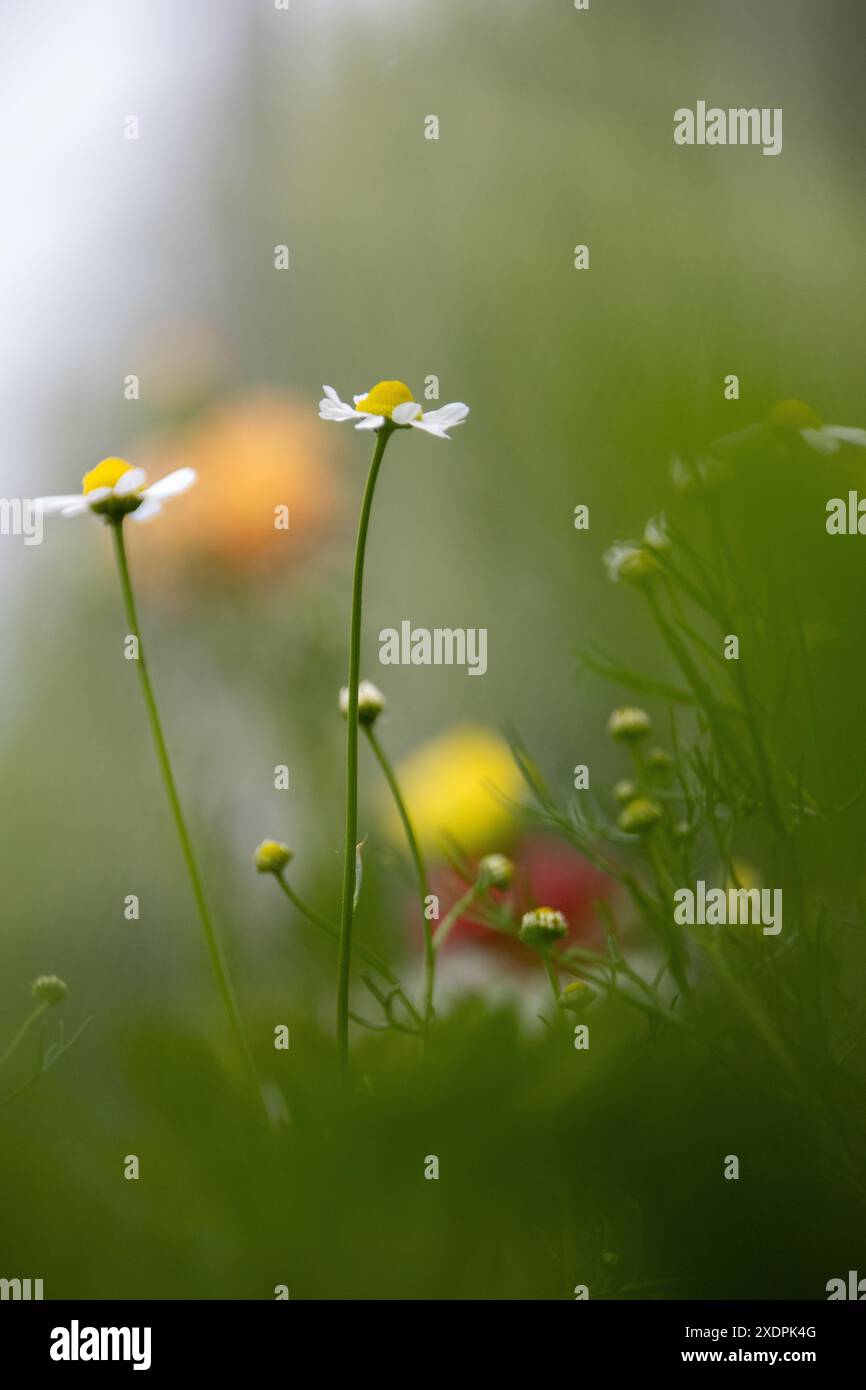 Nahaufnahme kleiner weißer und gelber Blüten mit grünem Hintergrund Stockfoto