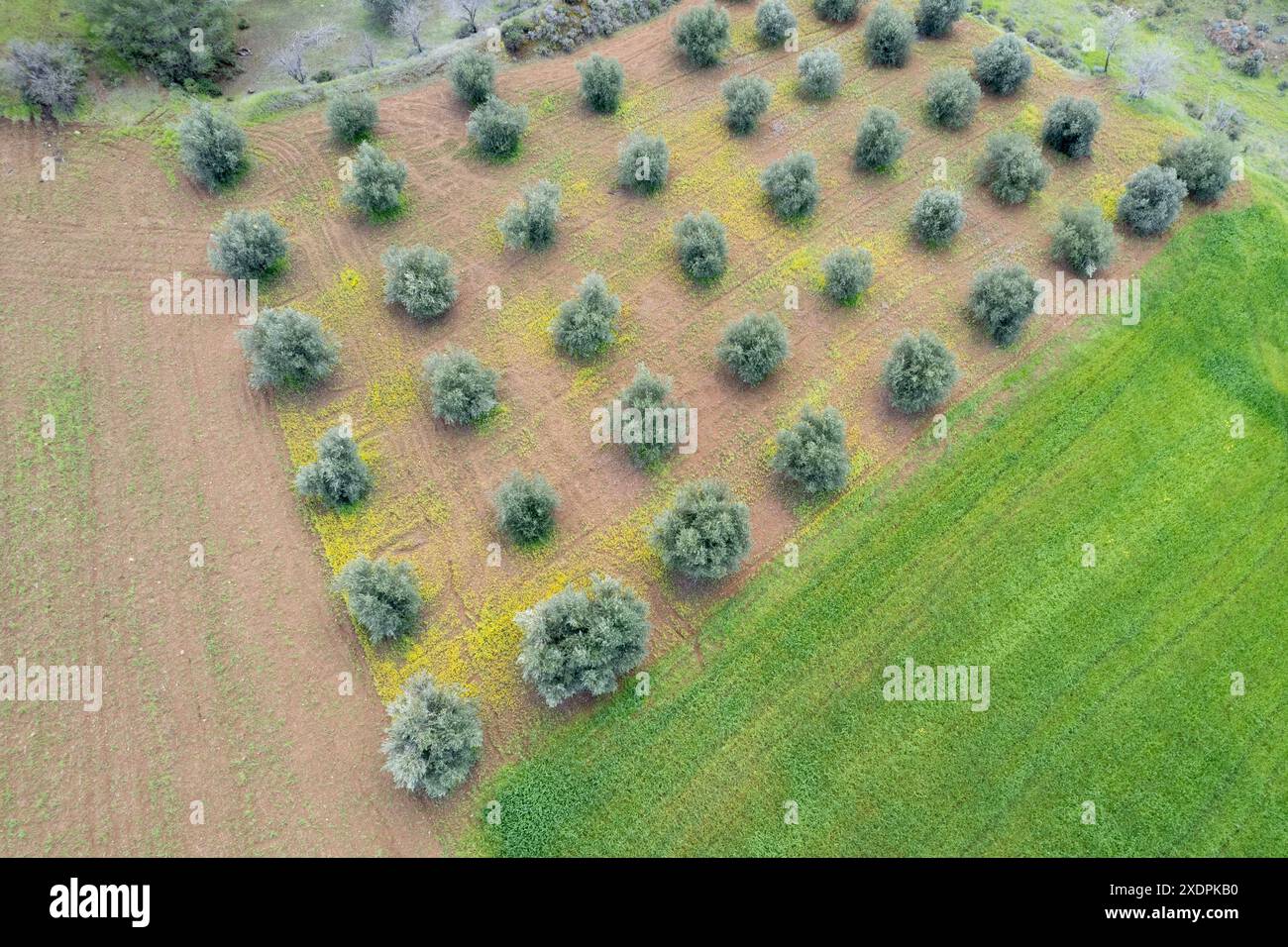 Blick auf Olivenhaine und grüne Wiese. Drohnenblick auf Olivenbäume aus der Luft. Landwirtschaft Luftbild Zypern Stockfoto