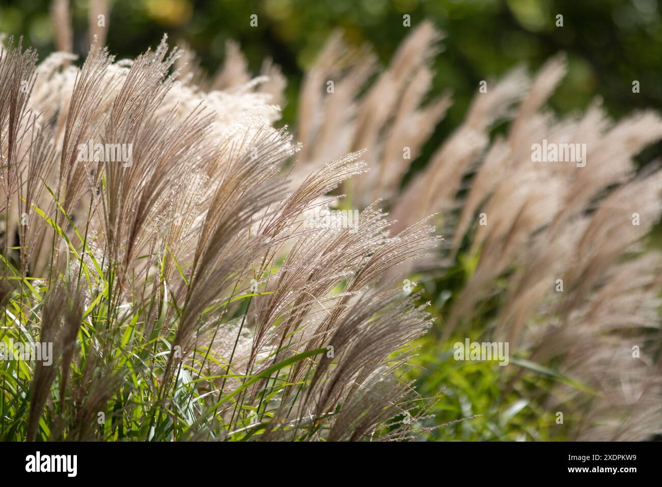 Große japanische Silbergräser, die im Wind schweben Stockfoto