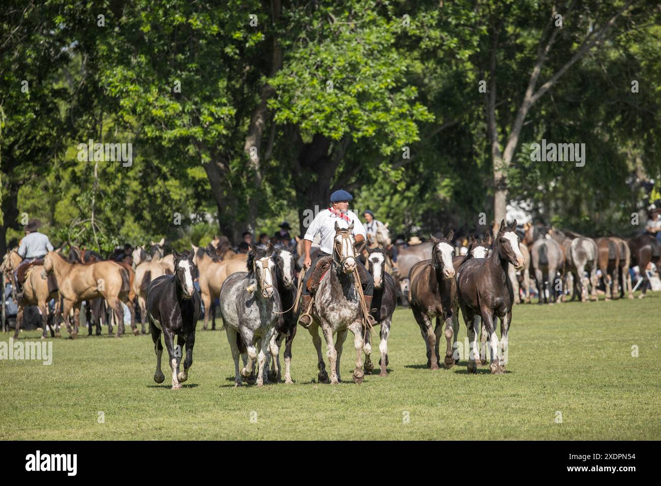 San Antonio de areco criollos Pferd DIA de la Tradition Traditionsfest Provinz Buenos Aires Stockfoto