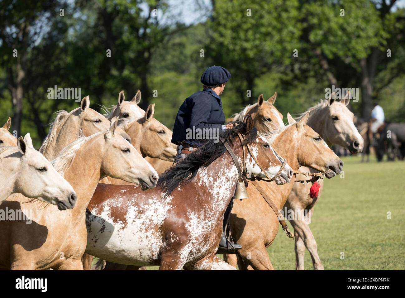 San Antonio de areco criollos Pferd DIA de la Tradition Traditionsfest Provinz Buenos Aires Stockfoto