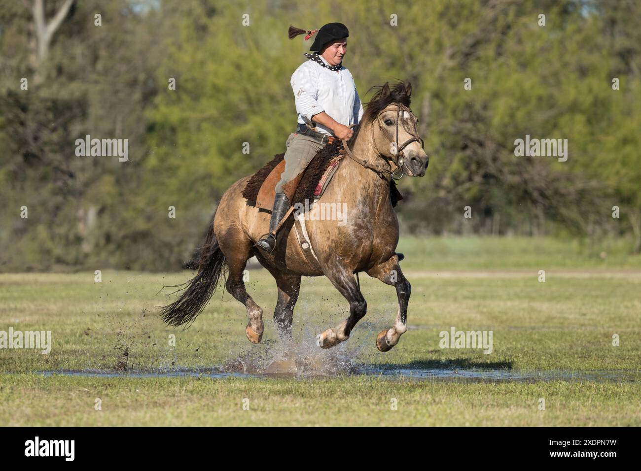 San Antonio de areco criollos Pferd DIA de la Tradition Traditionsfest Provinz Buenos Aires Stockfoto