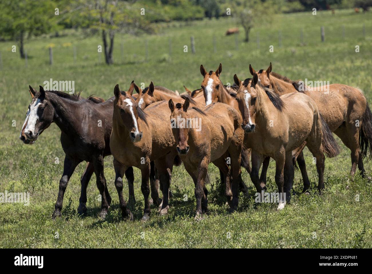 San Antonio de areco criollos Pferd DIA de la Tradition Traditionsfest Provinz Buenos Aires Stockfoto