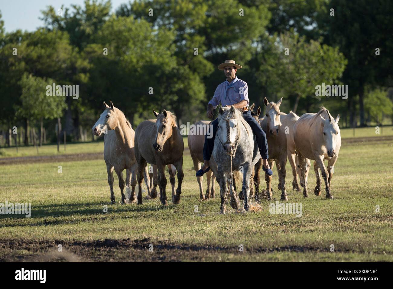 San Antonio de areco criollos Pferd DIA de la Tradition Traditionsfest Provinz Buenos Aires Stockfoto