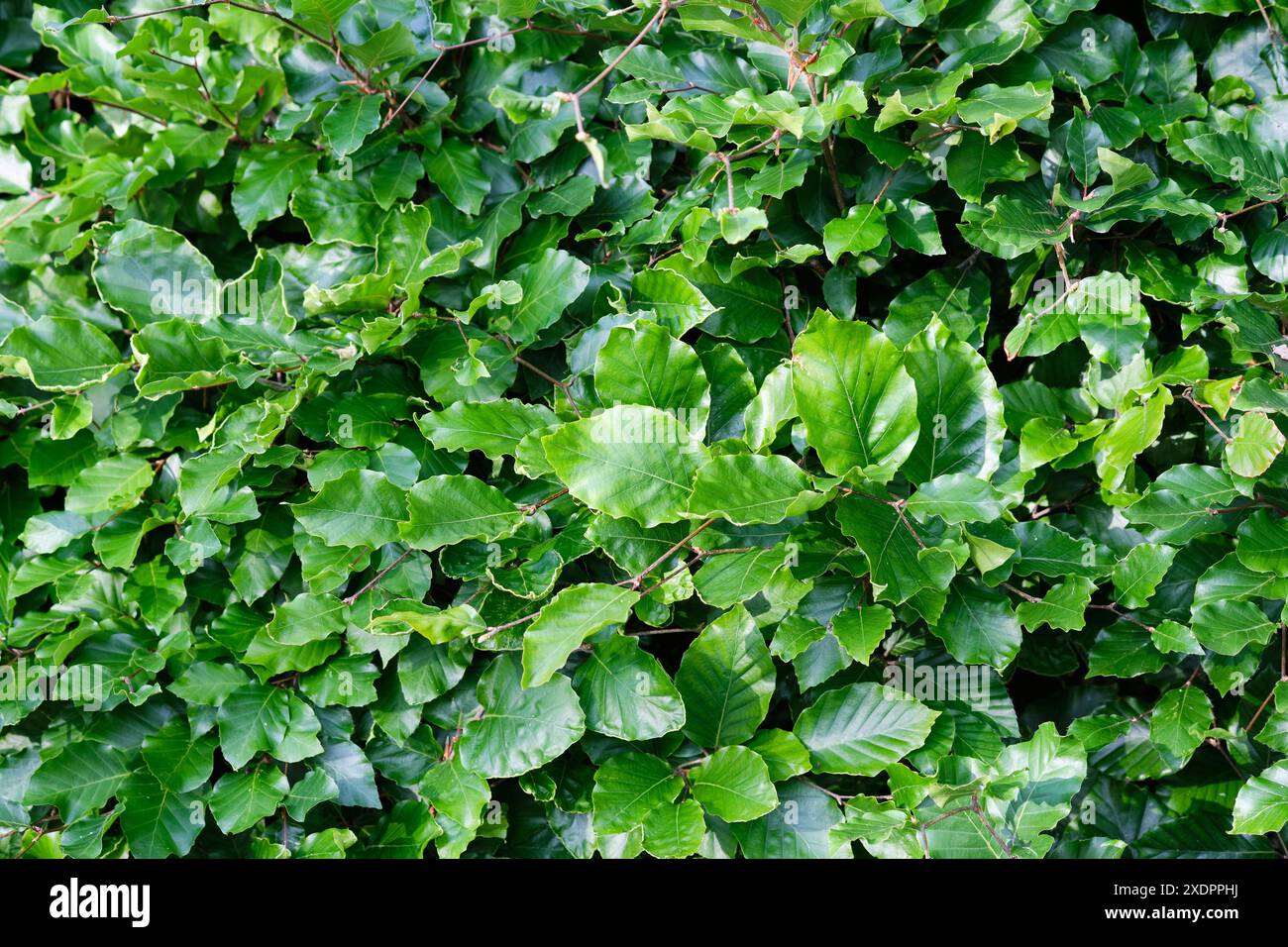 Grüne Buchenhecke, Fagus sylvatica, im Sommer Sonnenschein, Großbritannien. Stockfoto