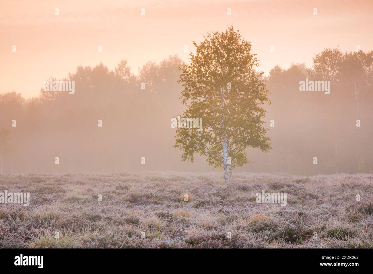 GEOGRAPHIE / REISEN, SCHWEIZ, NO-EXCLUSIVE-USE FOR FOLDING-CARD-GREETING-CARD-POSTCARD-USE Stockfoto