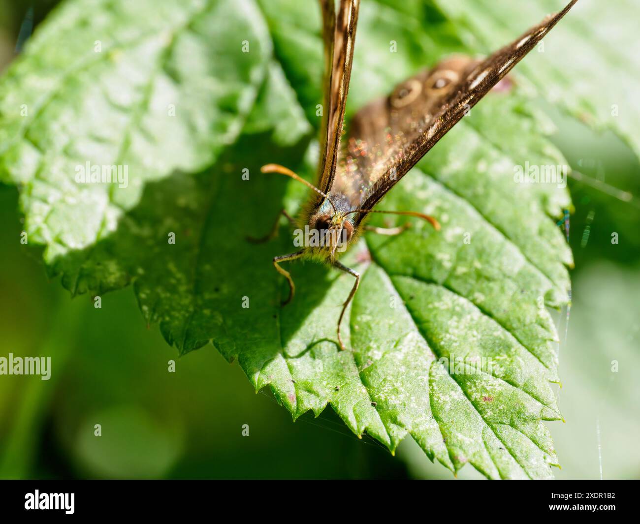 Nahaufnahme Makroporträt von gesprenkelten Holzfaltern (Pararge aegeria) mit erhobenen Flügeln auf einem grünen Blatt - ein Flügel ist beschädigt Stockfoto