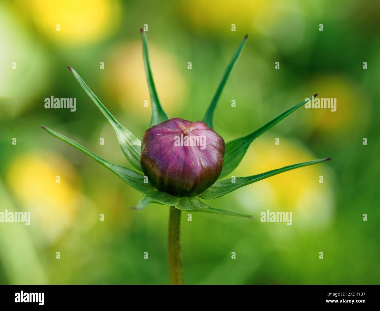 COSMOS Blütenknospe (Cosmos bipinnatus) eine dunkelviolette geschlossene Knospe, die von grünen, sternförmigen Blättern vor einem verschwommenen grünen und gelblichen Hintergrund umgeben ist Stockfoto